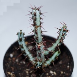 Euphorbia aeruginosa