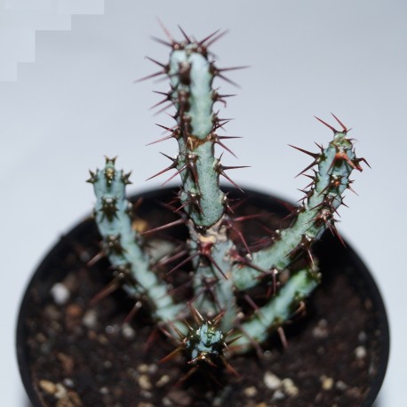 Euphorbia aeruginosa