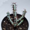 Euphorbia aeruginosa - черенок