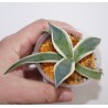 Agave Ohi Kissyoten