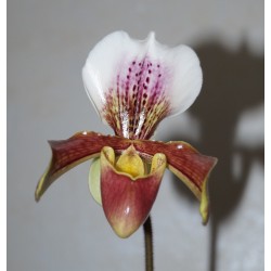 Пафиопедилум гибридный