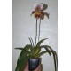 Пафиопедилум гибридный