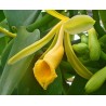 Ваниль - Vanilla planifolia