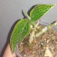 Лудизия Ludisia discolor Green
