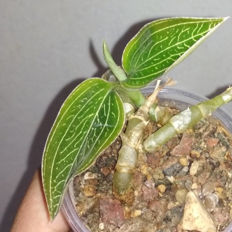 Лудизия Ludisia discolor Green