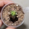 Euphorbia anoplia
