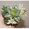Хавортия Haworthia retusa variegata small