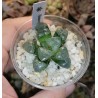 Хавортия Haworthia Cloud