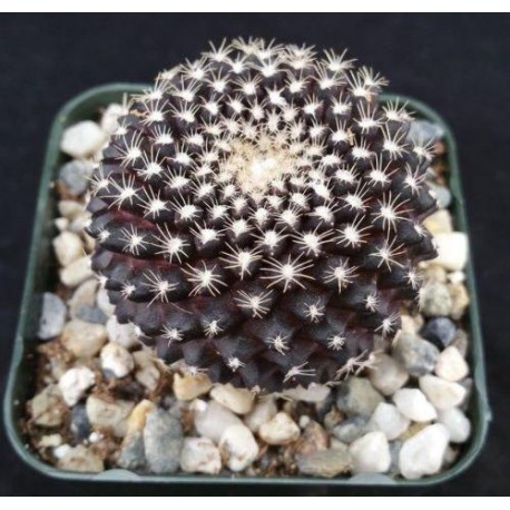 Copiapoa tenuissima