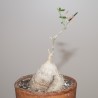 Kedrostis africana