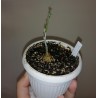 Kedrostis africana small