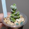 Crassula namaquensis