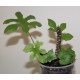 Дорстения Dorstenia contrajerva