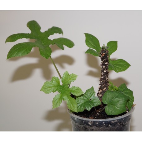 Дорстения Dorstenia contrajerva