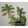 Дорстения Dorstenia contrajerva - Галерея