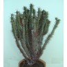 Эуфорбия Euphorbia enopla / Галерея