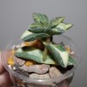 Crassula Spring Time variegata