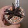 Haworthia koelmaniorum x tessellata