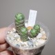 Crassula barklyi