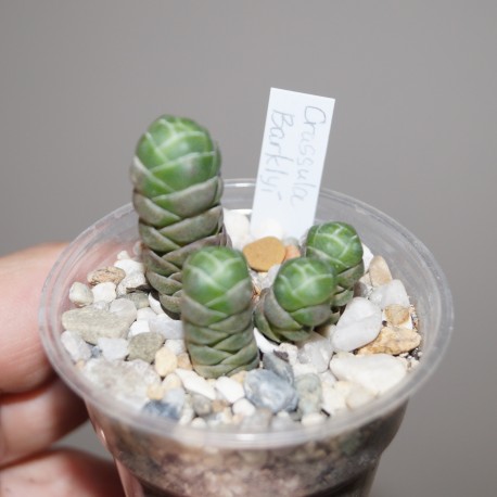 Crassula barklyi