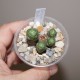 Crassula barklyi