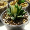 Haworthia pygmaea asperula variegata