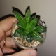 Haworthia pygmaea asperula variegata