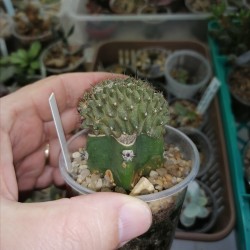 Copiapoa tenuissima cristata
