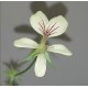 Pelargonium oblongatum