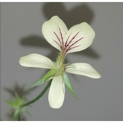Pelargonium oblongatum