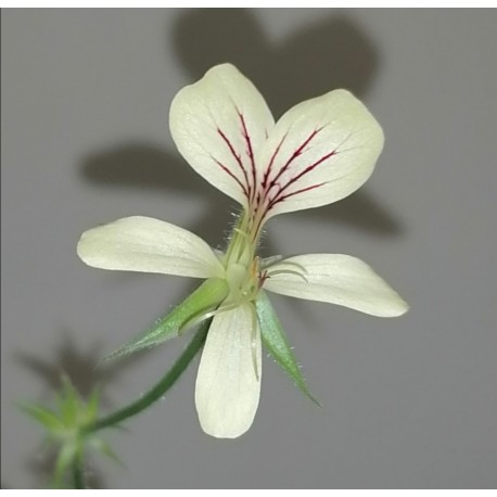 Pelargonium oblongatum