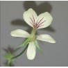 Pelargonium oblongatum