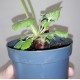 Pelargonium oblongatum