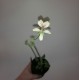 Pelargonium oblongatum