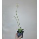 Pelargonium oblongatum