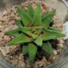 Haworthia cassytha