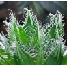 Haworthia semiviva x isomorpha
