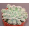 Echeveria setosa