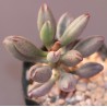 Adromischus marianae kubusensis Dolomite Peak small