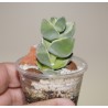 Crassula Moonglow variegata