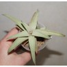 Gasteraloe cv Sushak's White