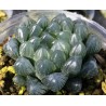 Haworthia obtusa Icy Tree ex Japan