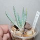 Aloe longistyla VG519