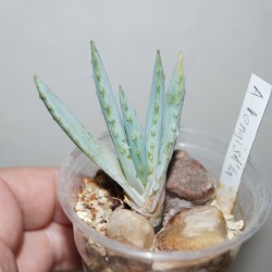 Алоэ Aloe longistyla VG519 - Галерея