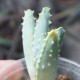 Aloe longistyla VG519