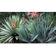 Aloe plicatilis