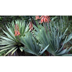 Алоэ древовидное Aloe plicatilis - галерея