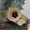 Huernia namaquensis гибрид - столон
