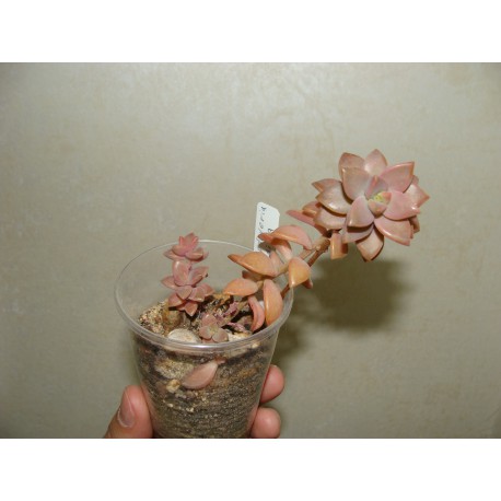 Graptoveria gilva