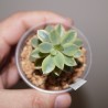 Echeveria Mini Belle variegata